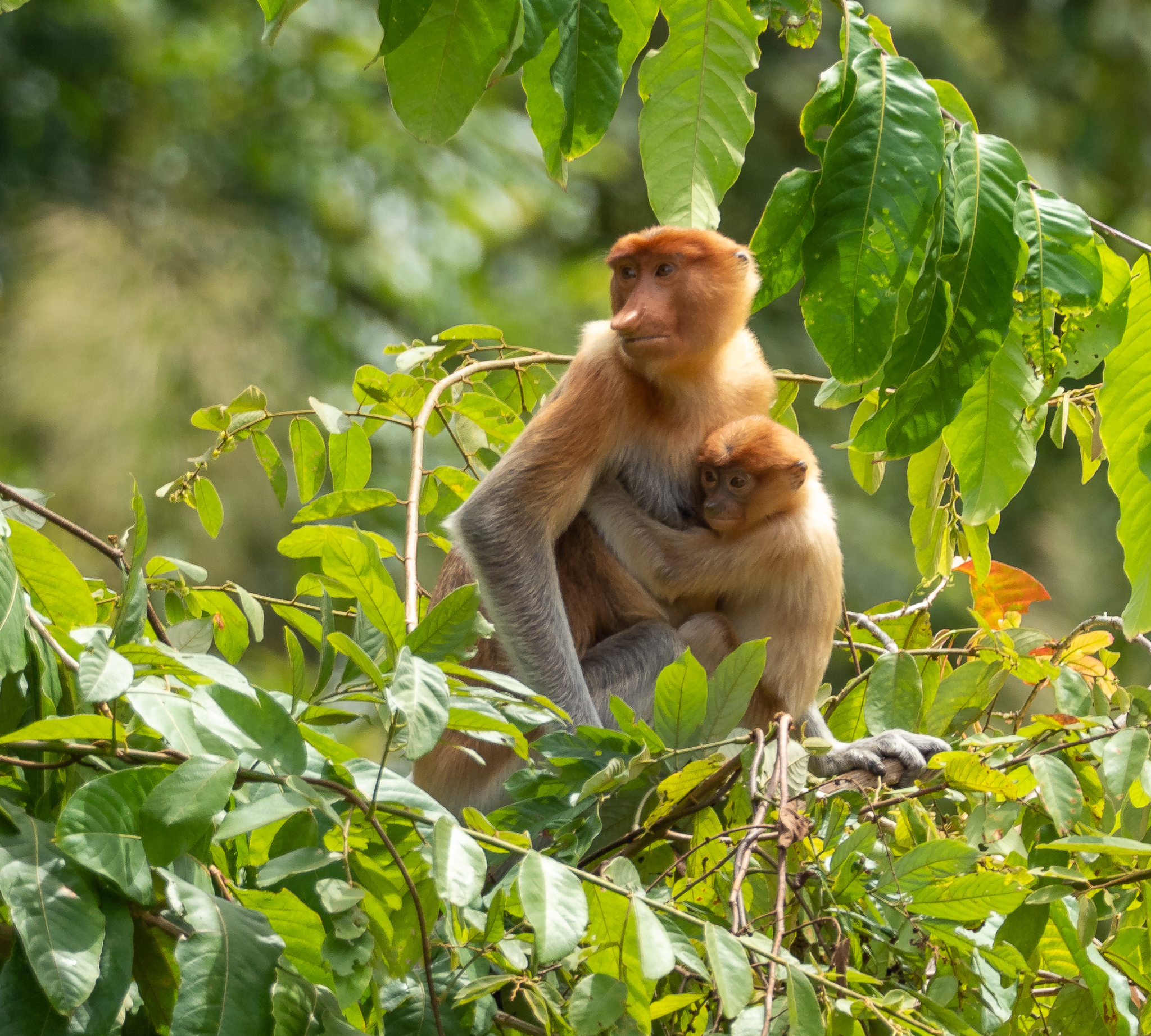 Proboscis Monkey mom and baby